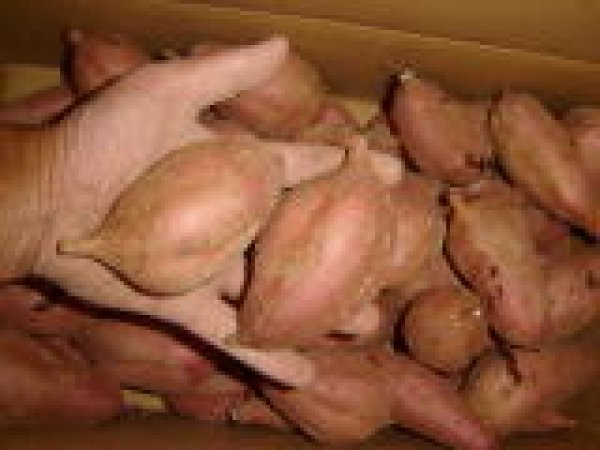 画像2: 安納紅芋Ｓ（４箱） (2)