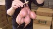画像2: つるし芋完熟（２箱）【収穫量減の為お受けできません】 (2)