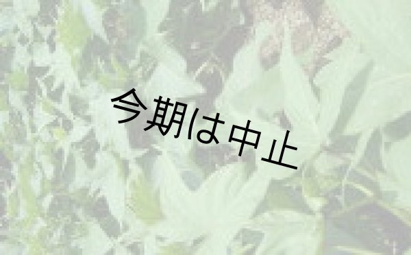 画像2: 種子島紫ＳML混合 (2)