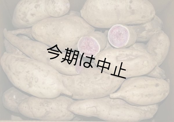 画像1: わけあり紫芋(５Kg)   【選別後、一定の量が保管出来ましたら12月に受付を判断します】    (1)