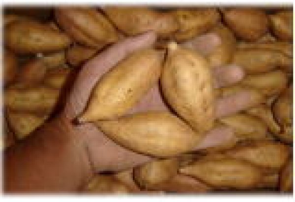 画像2: こがねコロコロ２箱 (2)