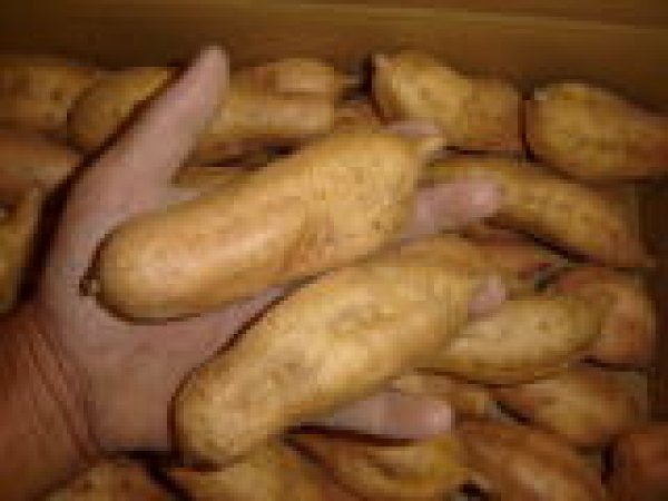 画像2: 安納こがねＳ (2)