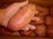 画像2: 安納紅芋Ｌ（２箱） (2)