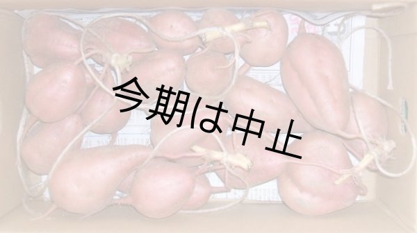 画像1: つるし芋完熟（紅芋）【今期は中止】 (1)