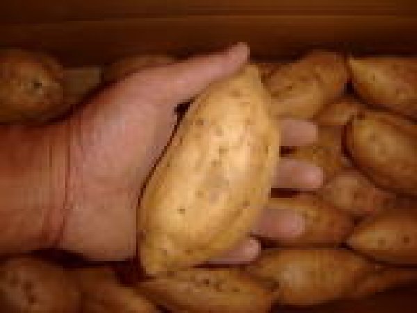 画像2: 安納こがねＭ (2)