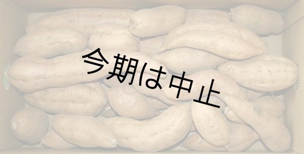 画像1: わけあり安納こがね (1)