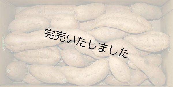 画像1: わけあり安納こがね   【選別後、一定の量が保管出来ましたら受付をします】    (1)