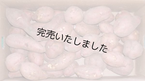画像1: わけあり安納紅芋５Ｋｇ   【選別後、一定の量が保管出来ましたら受付をします】    (1)
