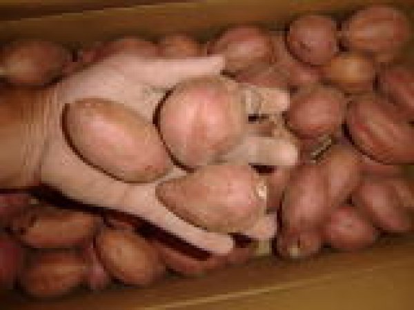 画像2: 安納紅芋コロコロ２箱 (2)