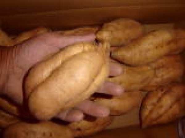 画像2: 安納こがねＬ (2)