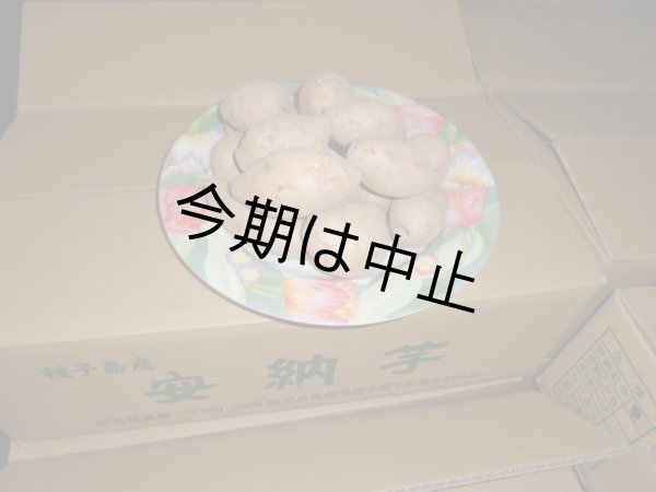 画像1: 種子島紫芋コロコロ【選別後、一定の量が保管出来ましたら12月に受付を判断します】 (1)