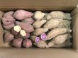 画像1: 安納紅芋と紫芋セット【今年度の販売は終了いたしました】 (1)