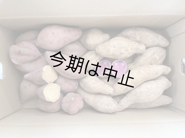 画像2: 安納紅芋と紫芋セット (2)